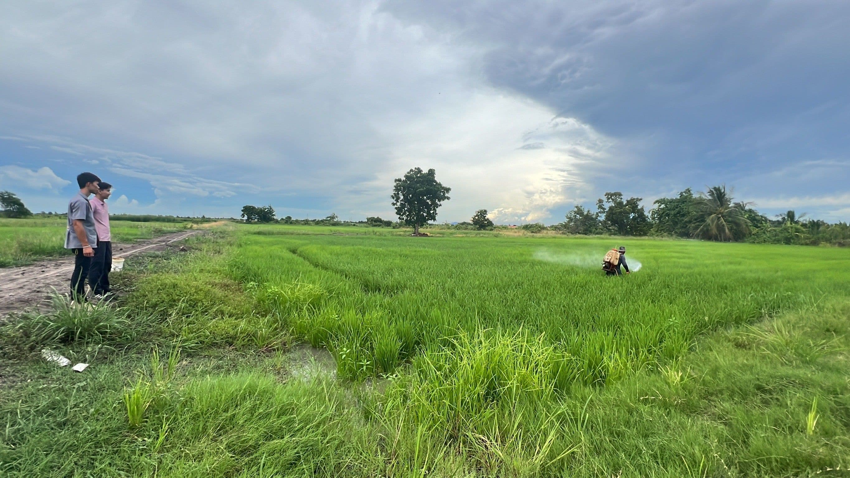 COSTS RETURNS OF RICE CULTIVATION USING CHEMICAL PESTICIDES AND RICE CULTIVATION USING BIOPRODUCTS IN COMBINATION WITH CHEMICAL PESTICIDES BY FARMERS IN BANG PHLI NOI SUBDISTRICT BANG BO DISTRICT SAMUT PRAKAN PROVINCE