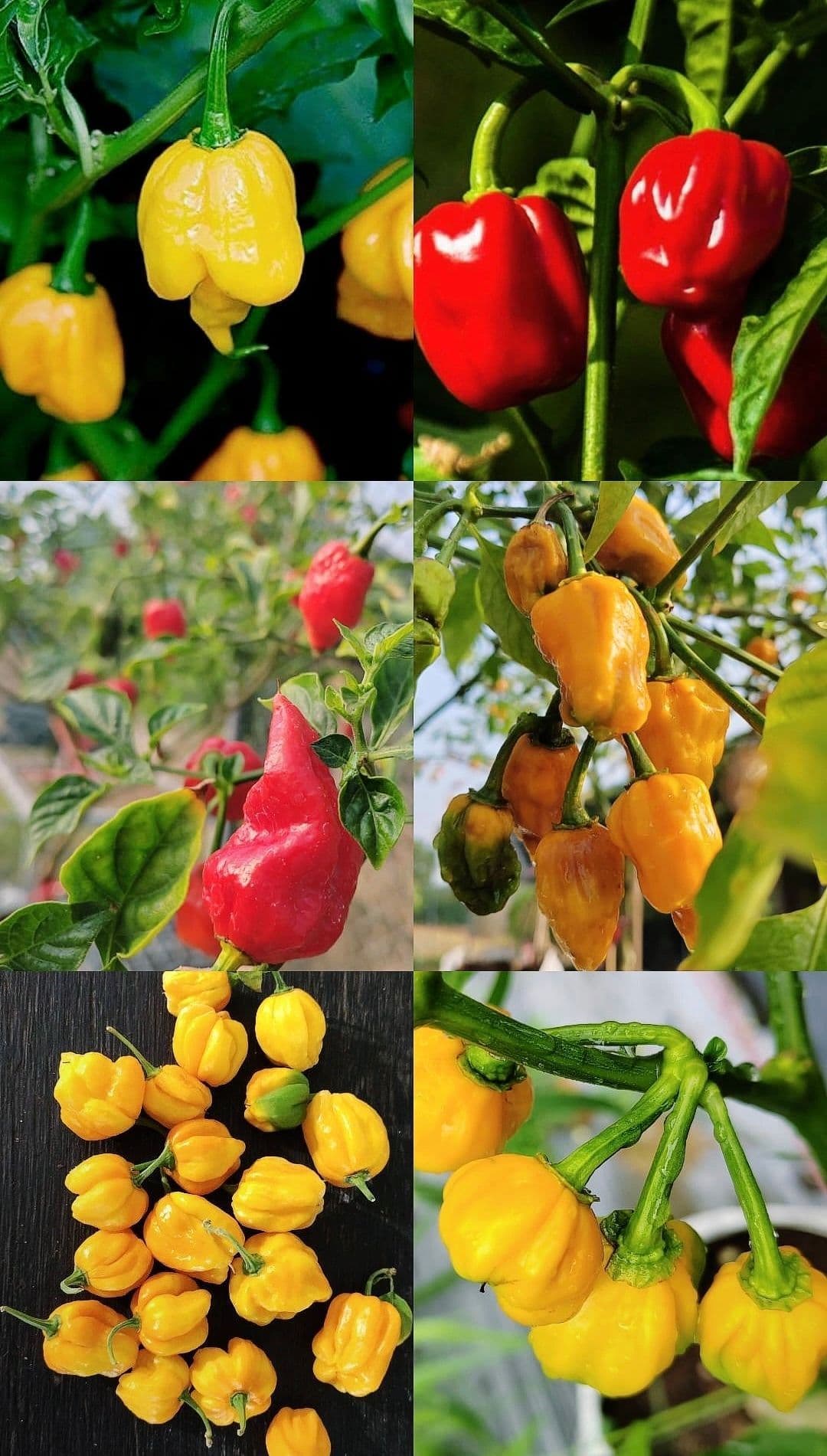 การพัฒนาพันธุ์และเทคนิคการผลิตพริกเผ็ด (C. chinense) ให้มีผลผลิตและสารเผ็ดสูง