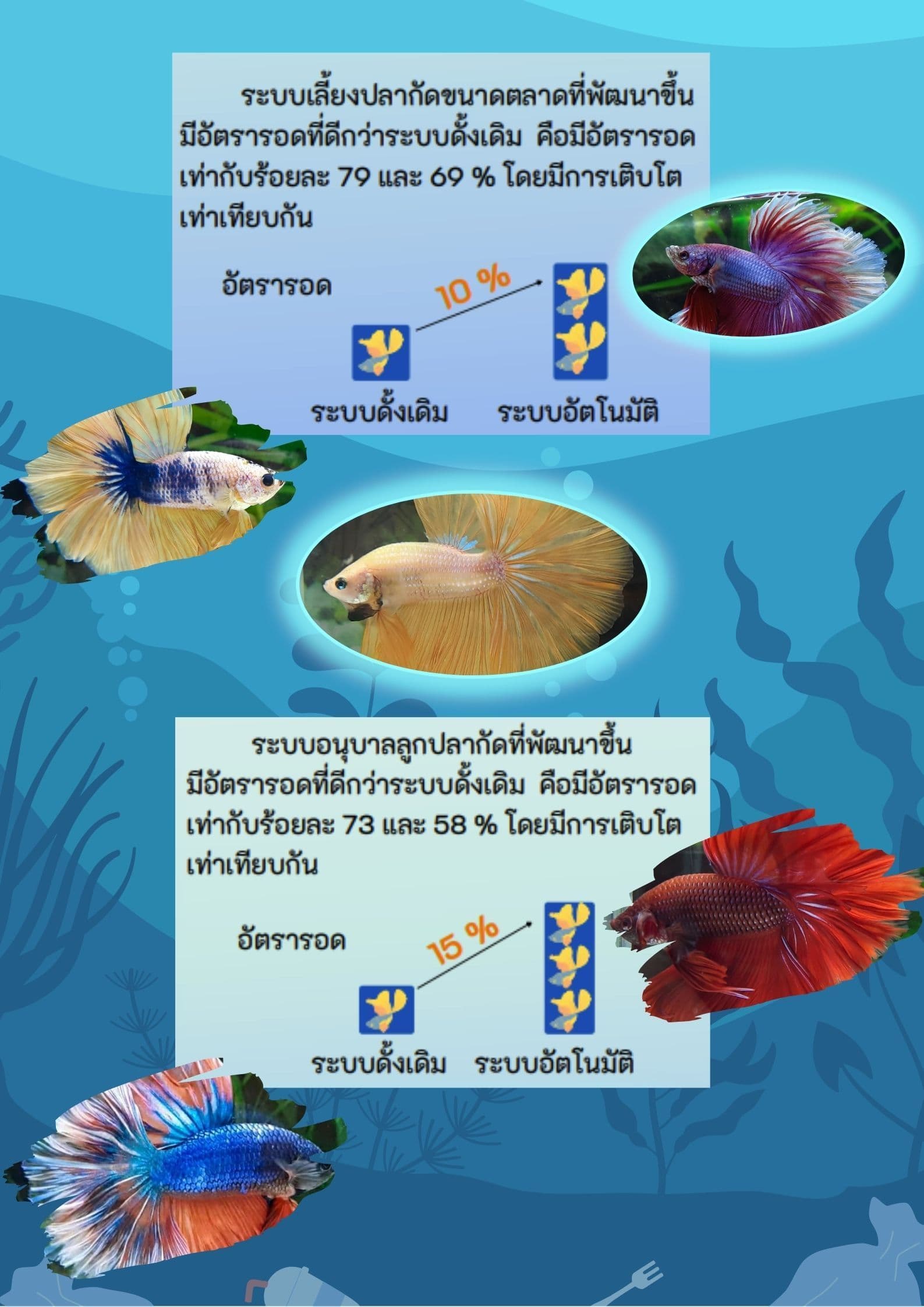 การพัฒนาระบบอัตโนมัติเพื่อการเพาะเลี้ยงปลากัดอย่างแม่นยำ