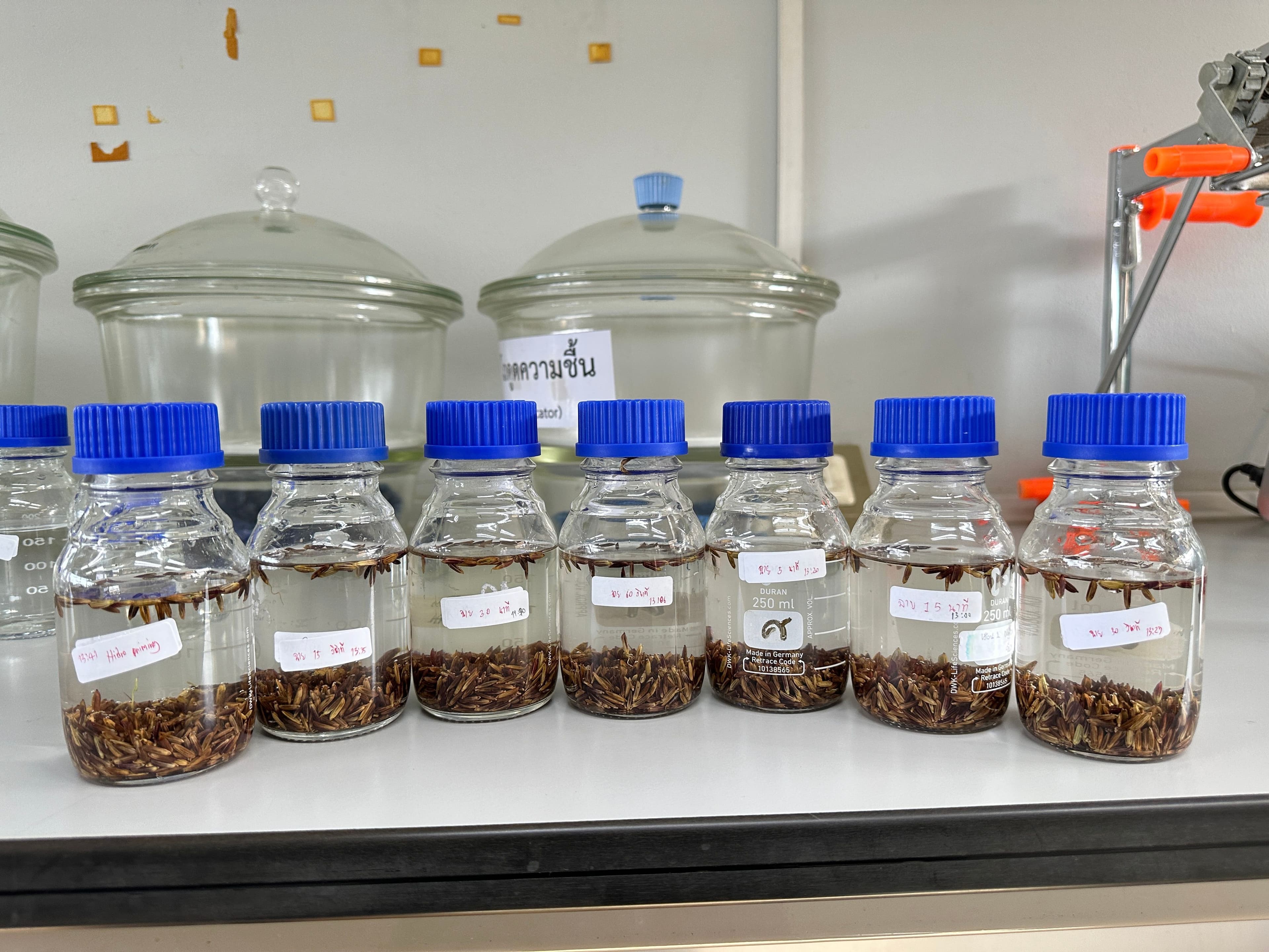 Application of hydro priming technique with water plasma to the germination quality of riceberry.