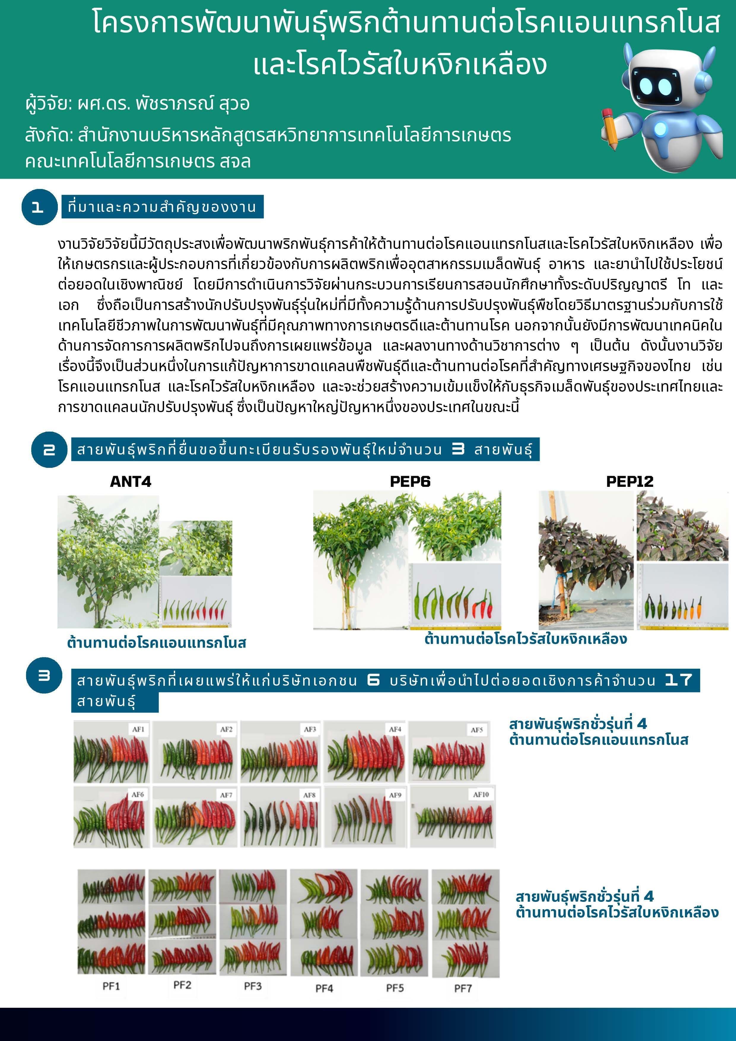 พริกสายพันธุ์ใหม่ต้านทานโรคแอนแทรกโนสและไวรัสใบหงิกเหลือง และเผ็ดสูง